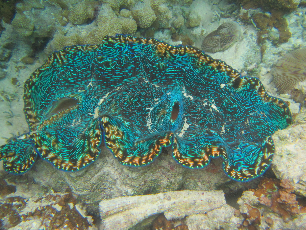Smooth Giant Clam