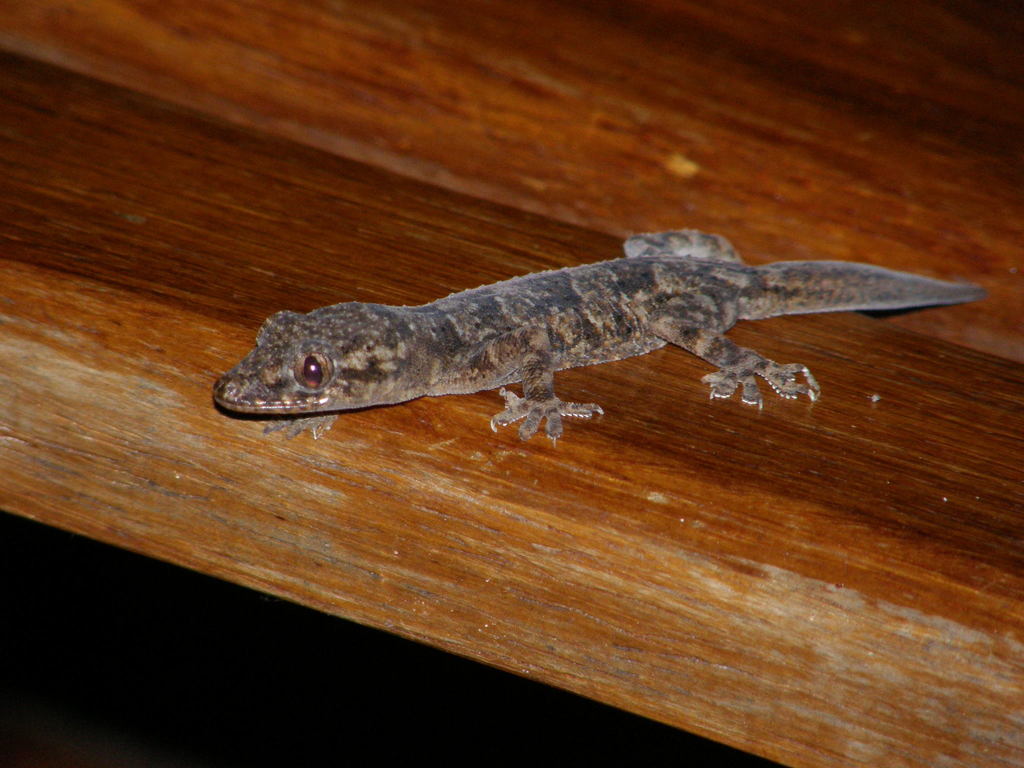 Longhead Half-Toed Gecko