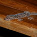 Gecko de Dedos Meidanos de Cabeza Larga - Photo (c) Richard, algunos derechos reservados (CC BY-NC), uploaded by Richard
