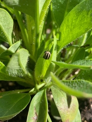 Calligrapha californica
