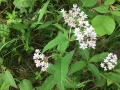 Asclepias quadrifolia