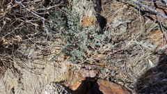 Acmispon argophyllus argophyllus
