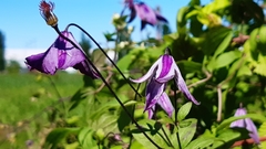 Clematis viticella