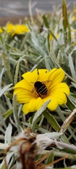 Amegilla quadrifasciata maderae