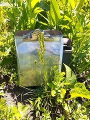 Sphenopholis obtusata