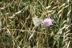 Pieris rapae