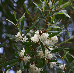Hakea oleifolia