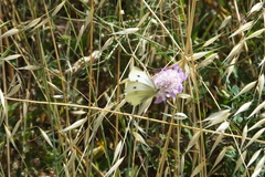 Pieris rapae