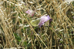 Pieris rapae