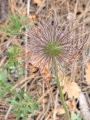 Clematis hirsutissima