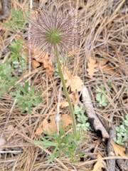 Clematis hirsutissima