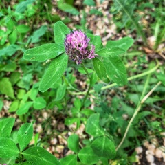 Trifolium pratense
