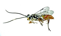 Dilopharius