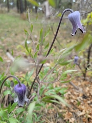 Clematis hirsutissima