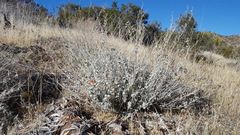 Sphaeralcea ambigua rugosa