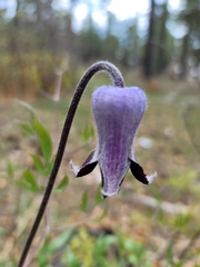 Clematis hirsutissima