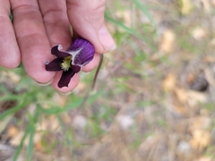 Clematis hirsutissima