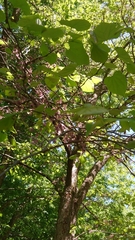 Cercis