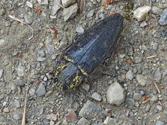 Chalcophora detrita