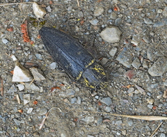 Chalcophora detrita