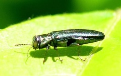 Agrilus sulcicollis