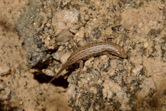 Trachylepis variegata