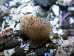 Acanthodoris rhodoceras