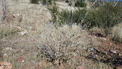 Sphaeralcea ambigua rugosa