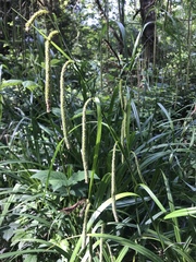 Carex pendula