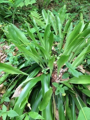 Carex fraseriana