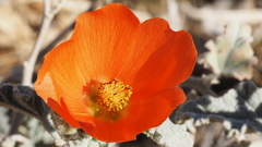 Sphaeralcea ambigua rugosa