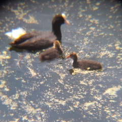 Fulica atra