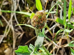 Psephellus daghestanicus