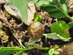 Psephellus daghestanicus