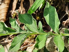 Psephellus daghestanicus