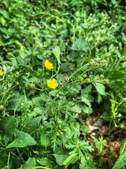 Potentilla argentea