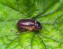 Phyllophaga anxia