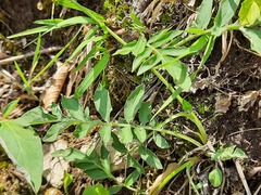 Psephellus daghestanicus