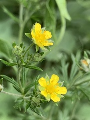 Potentilla argentea
