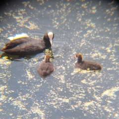 Fulica atra