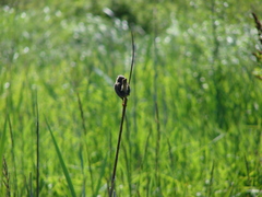 Cistothorus palustris