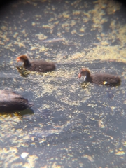 Fulica atra