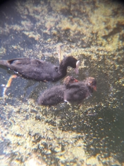 Fulica atra