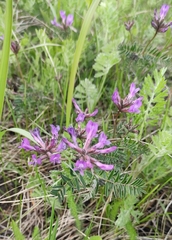 Astragalus suffruticosus