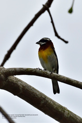 Spindalis zena benedicti