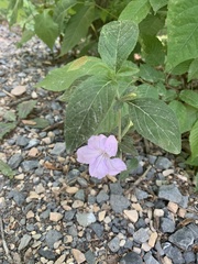 Ruellia purshiana