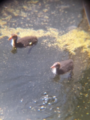 Fulica atra