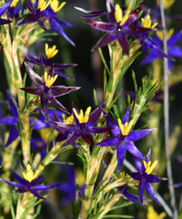 Calectasia