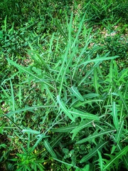 Lactuca tatarica