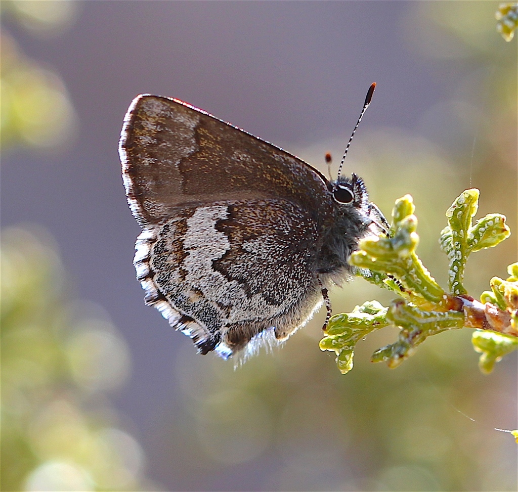 Desert Elfin